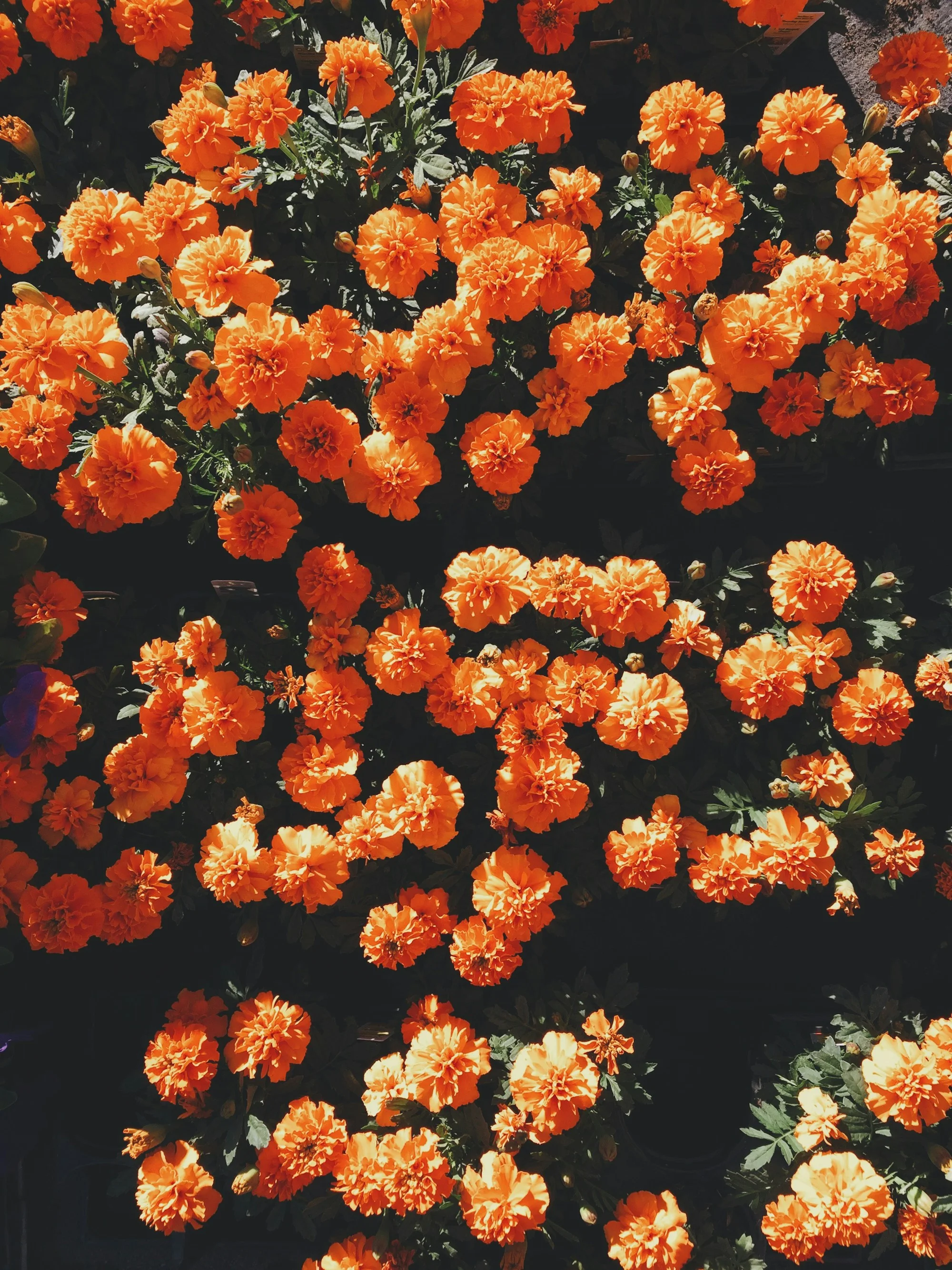 Bright orange marigolds in bloom