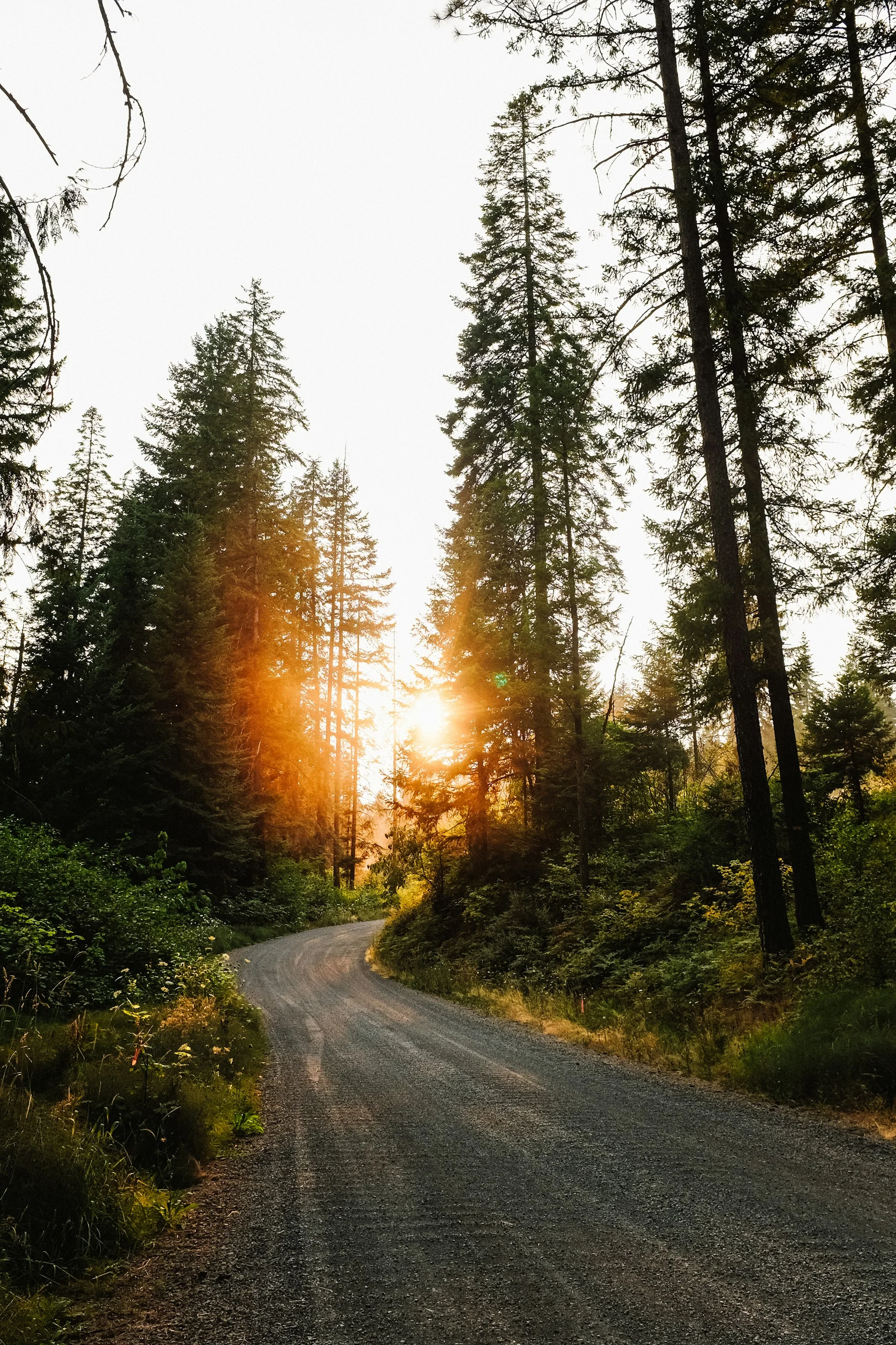 Early sunlight breaking through tall trees